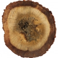 Agarwood (Oud) - عود