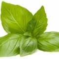Basil - ریحان