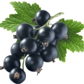 Black Currant - انگور فرنگی سیاه