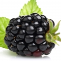 Blackberry - توت سیاه