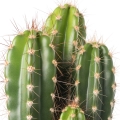 Cactus - کاکتوس