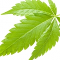 Cannabis - گیاه شاهدانه