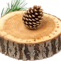 Cedar - چوب سدر