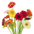 Floral Notes - روایح گلی