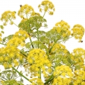 Galbanum - صمغ گالبانیوم