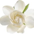 Gardenia - گاردنیا