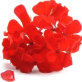 Geranium - گل شمعدانی