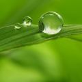 Green Notes - ترکیبات سبز
