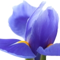 Iris - گل زنبق