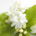 Jasmine - گل یاس
