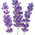 Lavender - اسطوخدوس