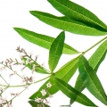 Lemon Verbena - به لیمو
