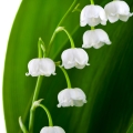 Lily of the Valley - گل برف