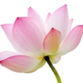 Lotus - لاله مردابی