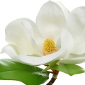 Magnolia - مگنولیا