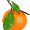 Mandarin Orange - پرتقال ماندارین