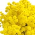 Mimosa - گل ابریشم
