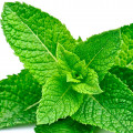 Mint - نعناع