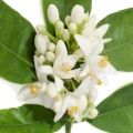 Neroli - بهار نارنج
