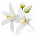 Orange Blossom - شکوفه پرتقال