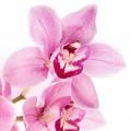 Orchid - گل ارکیده