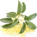 Osmanthus - گل اوسمانتوس (چای زیتون)