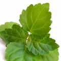 Patchouli - نعناع هندی