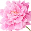 Peony - گل صدتومانی