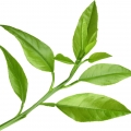Petitgrain - برگ درخت نارنج