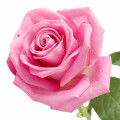 Rose - گل رز