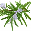 Rosemary - رزماری