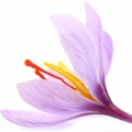 Saffron - زعفران