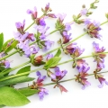 Sage - مریم گلی