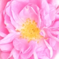 Taif Rose - گل محمدی