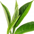 Tea - چای