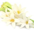 Tuberose - گل مریم