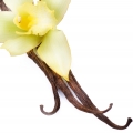 Vanilla - وانیل