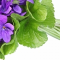 Violet Leaf - برگ بنفشه