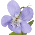 Violet - گل بنفشه