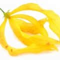 Ylang-Ylang - گل یلانگ